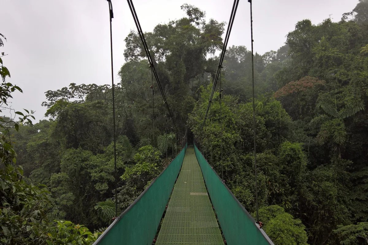 Rainforest hanging bridge (network archive image)